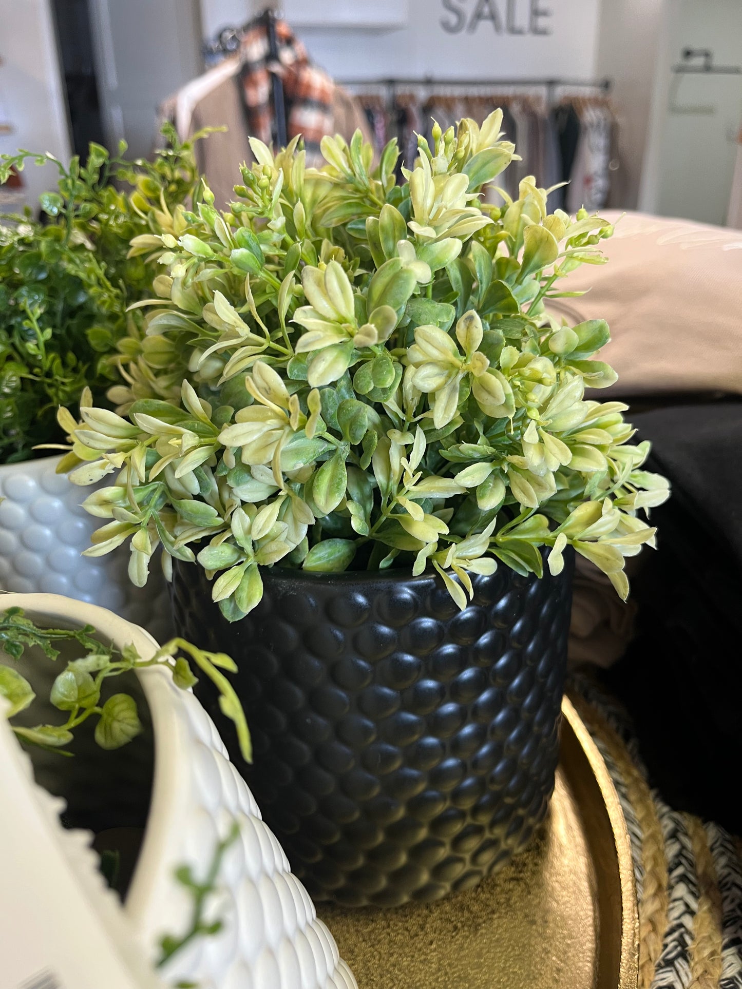 Plants